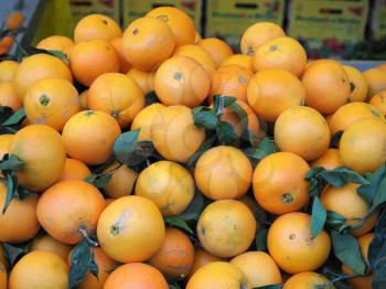 sweet orange (Citrus x sinensis) fruit vegetarian food