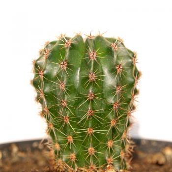 Cactus plant picture