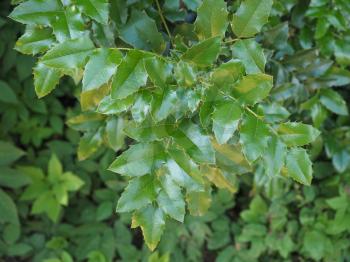 Holly (Ilex aquifolium) aka English holly or European holly or Christmas holly plant