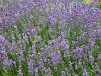 Flowers of Lavandula Angustifolia aka Lavender
