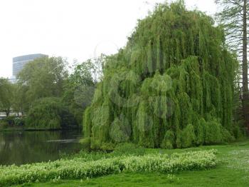A Weeping Willow (Salix) plant by a water pond