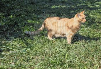 Domestic cat domesticated housecat aka Felis catus or Felis silvestris mammal animal in a meadow