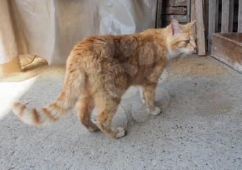 orange domestic tabby cat housecat (Felis catus) animal
