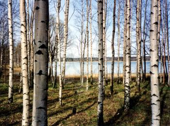 A picture of Finnish forest of birch trees