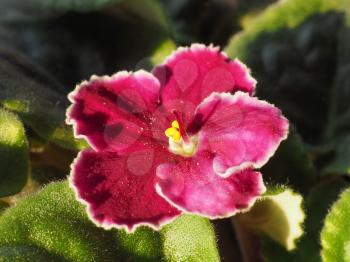 pink flower of plant saintpaulia aka African Violet