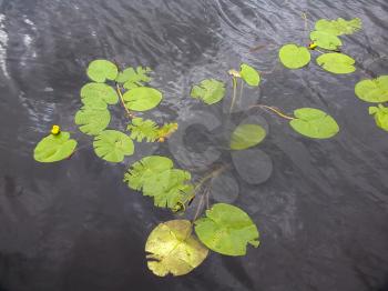 green Water Lily (Nymphaea Nymphaeaceae) plants floating in a pond