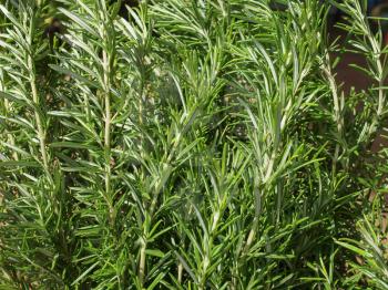 Rosemary (Rosmarinus officinalis) woody perennial herb plant