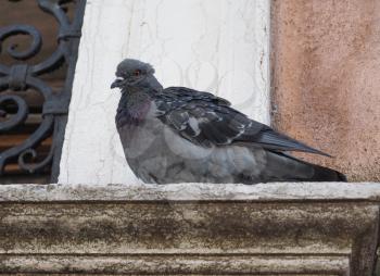 A domestic pigeon bird animal on a window