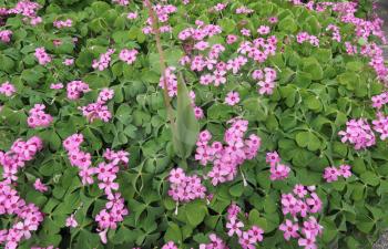 Violet wood sorrel (Oxalis violacea) perennial plant and herb in the Oxalidaceae family