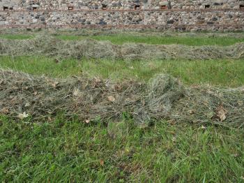 Freshly cut hay forage windrow in a field