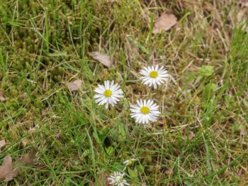 Bellis Perennis flowers aka Common Daisy or Lawn daisy or English daisy