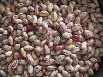 crimson beans, variety of common bean legumes vegetarian food (scientific name Phaseolus vulgaris) useful as a background