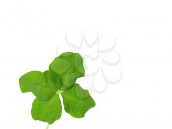 Four leaf clover shamrock with copy space over white background