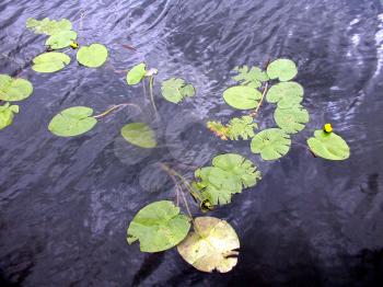 Water lily or Nimphaea in a pond or canal