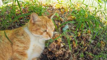 Orange tabby cat amidst the grass in a meadow