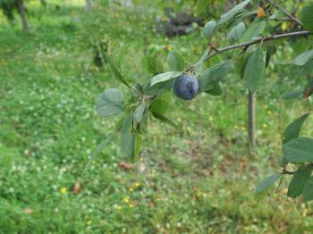 plum prune vegetarian fruit food (scientific name Prunus domestica aka European plum)