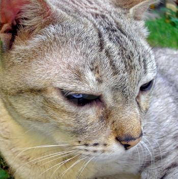 Fisheye view of Domestic cat domesticated housecat aka Felis catus or Felis silvestris mammal animal