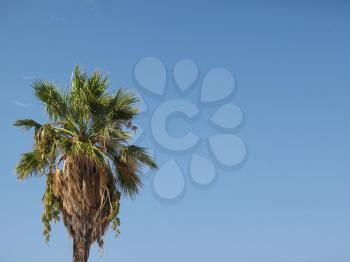 palm tree (Arecaceae) tree with blue sky copy space