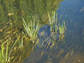 Green water plants in a pond or stagnant river backwater