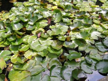 Water lily plants or Nimphaea in a pond
