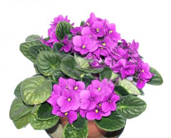 Saintpaulia African Violet house plant flower (plantae angiosperms eudicots asterids lamiales gesneriaceae saintpaulia) - isolated over white background