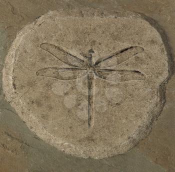 Dragonfly fossil of Stenophlebia Amphitrite from a Jurassic Lake of 150 million years ago