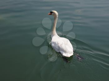 White Swan aka Cygnus bird animal swimming in a lake