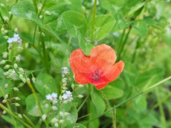 papaver aka poppy plant (scientific classification Papaveraceae) red flower