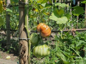 tomato plant in a vegetable garden (aka vegetable patch or plot)