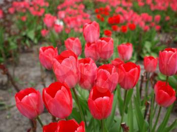 Tulips flower (plantae, angiosperms, monocots, liliales, liliaceae, lilioideae, tulipa)