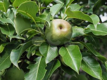 green pear vegetarian fruit food (scientific name Pyrus)