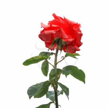 red rose perennial shrub (genus Rosa) flower bloom isolated over white background