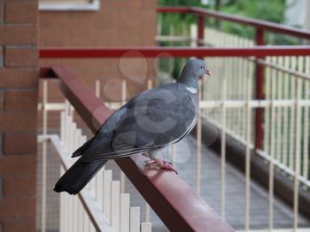 common wood pigeon (scientific name Columba palumbus) of animal class Aves (birds)