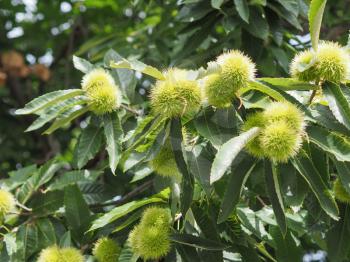 chestnut (Castanea) tree with fruits in summer