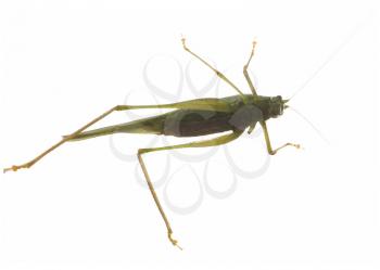 grasshopper (Orthoptera Caelifera) insect animal over white background