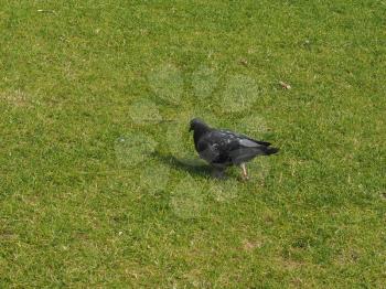 domestic pigeon bird animal in a meadow