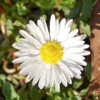 Detail of daisy flower or bellis perennis