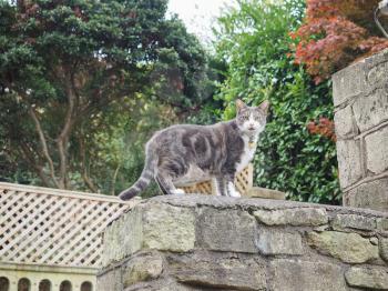 Domestic cat domesticated housecat aka Felis catus or Felis silvestris mammal animal - focus on cat, blurred background