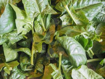 spinach (Spinacia oleracea) vegetables vegetarian and vegan food