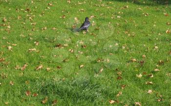 Black crow (Corvus of family Corvidae) bird animal in a meadow