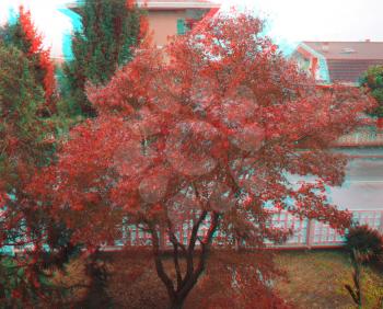 anaglyph 3D stereoscopic view of maple acer (Acer Rubrum) aka swamp maple, water maple or soft maple tree (requires red cyan glasses)