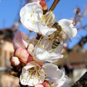 Bee fetching nectar from an apricot fruit tree flower