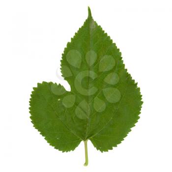 white mulberry tree (scientific name Morus alba) leaf isolated over white background