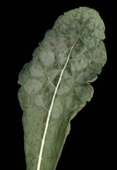 Lacinato kale cabbage (aka cavolo nero or Schwarzkohl, meaning black cabbage) leaf vegetables vegetarian and vegan food