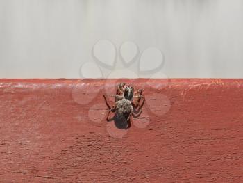 top macro view of a spider (arachnide) animal