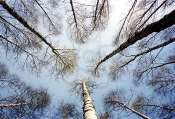 A picture of Finnish forest of birch trees