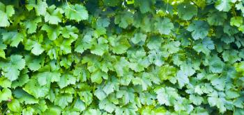 Grape leaves background. Vineyard pattern. Nature texture
