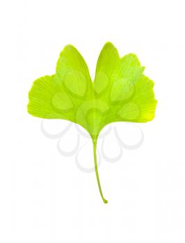 Ginkgo biloba isolated. Green leaf medicinal plant on white background
