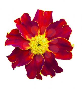 Red marigolds isolated. Beautiful flower on white background
