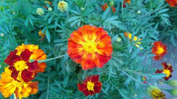 Marigold. Beautiful flower in garden. Floral background